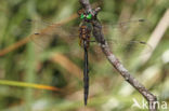 Gevlekte glanslibel (Somatochlora flavomaculata)