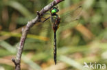 Gevlekte glanslibel (Somatochlora flavomaculata)