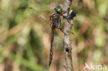 Gevlekte glanslibel (Somatochlora flavomaculata)