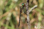 Gevlekte glanslibel (Somatochlora flavomaculata)