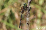 Gevlekte glanslibel (Somatochlora flavomaculata)