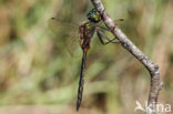 Gevlekte glanslibel (Somatochlora flavomaculata)