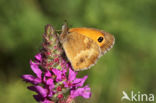 Oranje zandoogje (Pyronia tithonus)