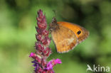 Oranje zandoogje (Pyronia tithonus)