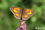 Oranje zandoogje (Pyronia tithonus)