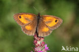 Oranje zandoogje (Pyronia tithonus)