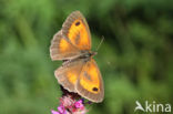 Oranje zandoogje (Pyronia tithonus)