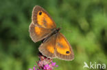 Oranje zandoogje (Pyronia tithonus)