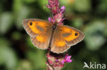 Oranje zandoogje (Pyronia tithonus)