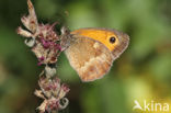 Oranje zandoogje (Pyronia tithonus)