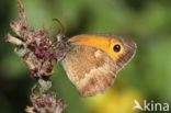 Oranje zandoogje (Pyronia tithonus)