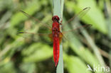 Scarlet Dragonfly (Crocothemis erythraea)