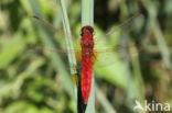 Vuurlibel (Crocothemis erythraea)