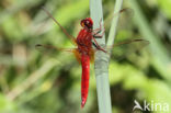 Vuurlibel (Crocothemis erythraea)