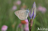 Alcon Blue (Maculinea alcon)