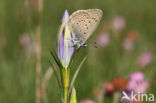 Gentiaanblauwtje (Maculinea alcon)