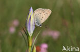 Gentiaanblauwtje (Maculinea alcon)