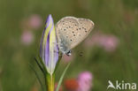 Alcon Blue (Maculinea alcon)