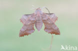 Poplar Hawk-moth (Laothoe populi)