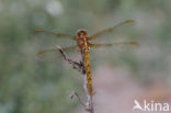 Keeled Skimmer (Orthetrum coerulescens)