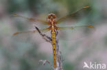 Keeled Skimmer (Orthetrum coerulescens)