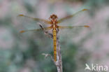 Keeled Skimmer (Orthetrum coerulescens)