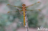 Keeled Skimmer (Orthetrum coerulescens)