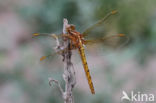 Keeled Skimmer (Orthetrum coerulescens)