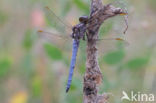 Beekoeverlibel (Orthetrum coerulescens)