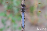 Beekoeverlibel (Orthetrum coerulescens)