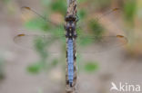 Beekoeverlibel (Orthetrum coerulescens)