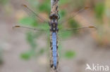 Beekoeverlibel (Orthetrum coerulescens)