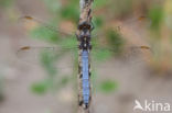 Beekoeverlibel (Orthetrum coerulescens)