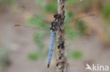 Beekoeverlibel (Orthetrum coerulescens)