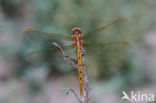 Beekoeverlibel (Orthetrum coerulescens)