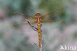 Keeled Skimmer (Orthetrum coerulescens)