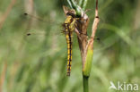 Black-tailed Skimmer (Orthetrum cancellatum)