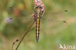 Black-tailed Skimmer (Orthetrum cancellatum)