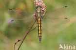 Black-tailed Skimmer (Orthetrum cancellatum)