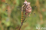 Black-tailed Skimmer (Orthetrum cancellatum)