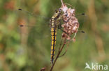 Gewone oeverlibel (Orthetrum cancellatum)