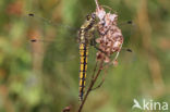 Black-tailed Skimmer (Orthetrum cancellatum)