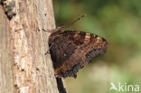 Grote vos (Nymphalis polychloros)