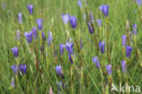 Marsh Gentian (Gentiana pneumonanthe)