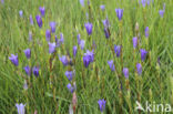 Klokjesgentiaan (Gentiana pneumonanthe)