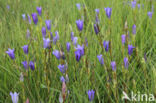 Marsh Gentian (Gentiana pneumonanthe)