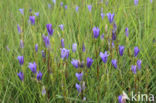 Marsh Gentian (Gentiana pneumonanthe)