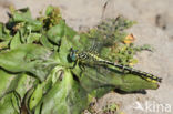 Yellow-legged Dragonfly (Gomphus flavipes)