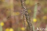 Zuidelijke oeverlibel (Orthetrum brunneum)