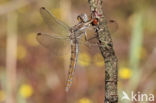 Zuidelijke oeverlibel (Orthetrum brunneum)